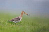 Black-tailed Godwit ( Limosa limosa) on an extensive meadow by wunderbare Erde thumbnail