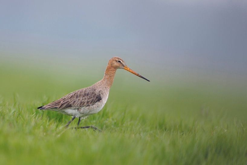 Black-tailed Godwit ( Limosa limosa) on an extensive meadow by wunderbare Erde