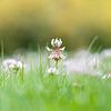White clover by Evelyne Renske