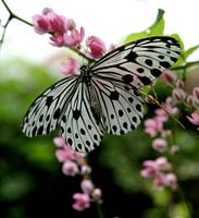 vlinder