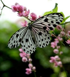 vlinder by Bart Stallaert