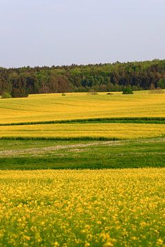 Landschap in mei met koolzaad van Thomas Jäger