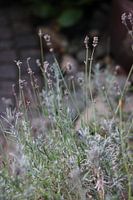 Lavendel