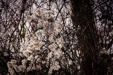 Seed fluff on the tree in the sunlight