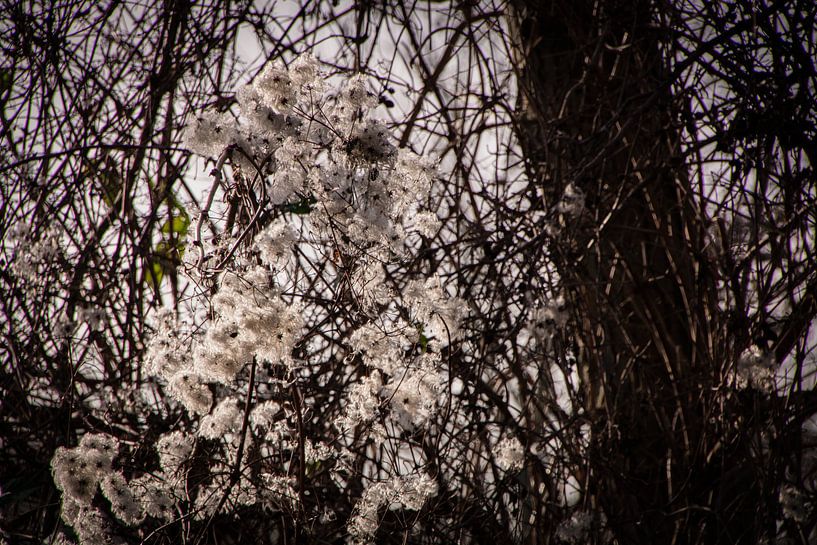 Peluche de graine sur l'arbre dans la lumière du soleil par FotoGraaG Hanneke