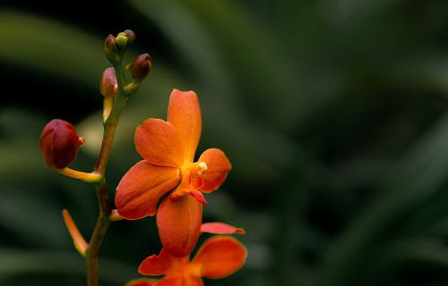 Spring Orange Flower in Bloom