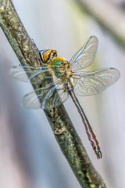 Libelle  von Johan Kalthof