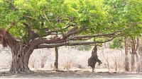 Elefant auf Hinterbeinen unter dem Mangobaum von Anja Brouwer Fotografie Miniaturansicht
