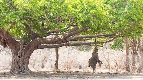 Olifant op achterpoten onder de wilde vijgenboom