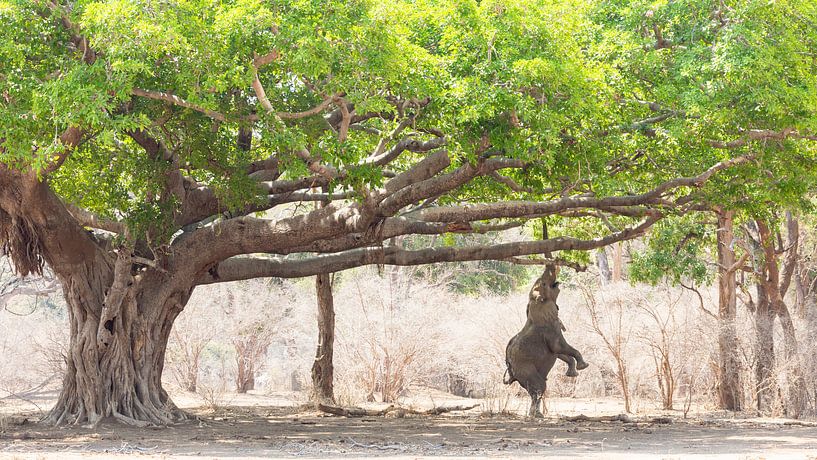 Olifant op achterpoten onder de wilde vijgenboom van Anja Brouwer Fotografie