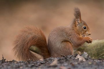 Eurasisches Eichhörnchen von Patrick Scholten