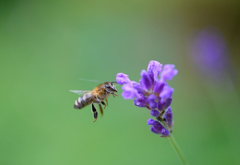 A bee by LukeTigch