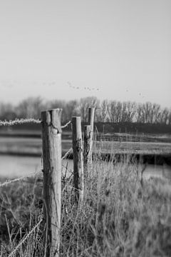 Ooijpolder in winter | black and white | Lensbaby