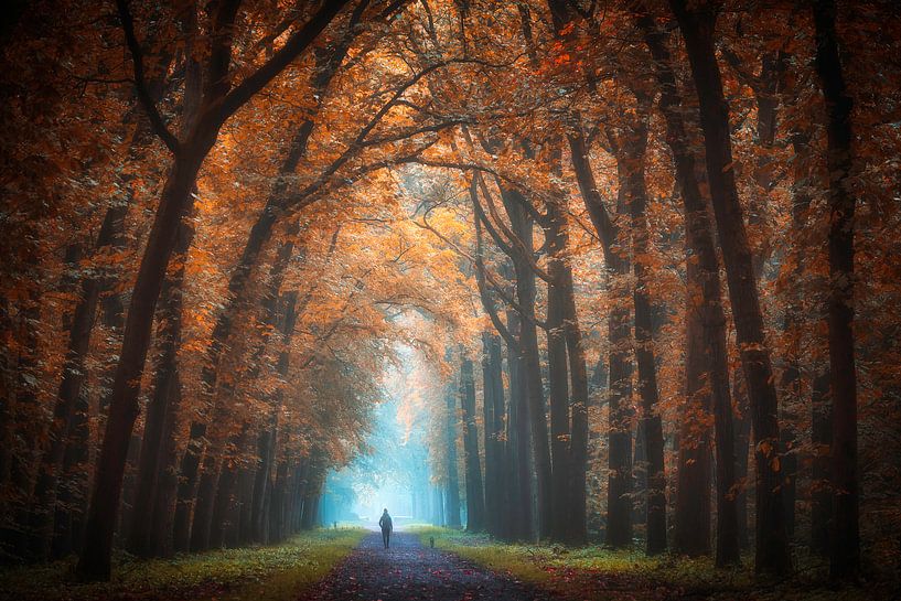 Herbstbild von Anthony Malefijt