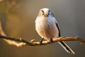 Schwanzmeise (Aegithalos caudatus) 