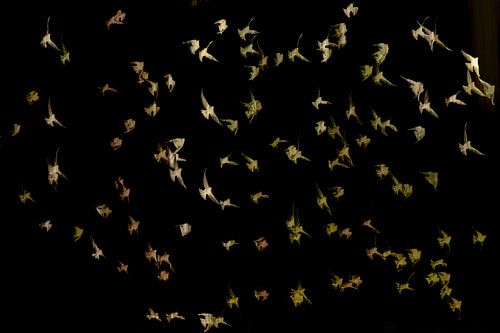 Kleurrijke vlucht spreeuwen van Lucia Leemans