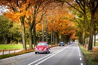 Classic cars during autumn by Sem Wijnhoven thumbnail