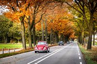 Klassieke auto's in de herfst