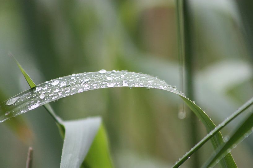 waterdruppels von Claas-Jan Jager
