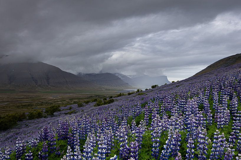 Magisch Ijsland - Lupines van Christa Clerx