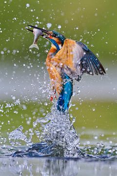 IJsvogel - IJsvogel komt uit het water met een zojuist gevangen vis van IJsvogels.nl - Corné van Oosterhout