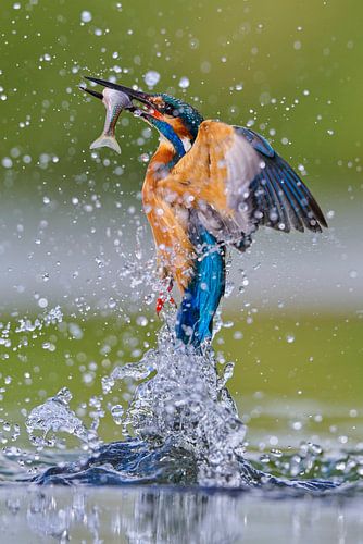 IJsvogel - IJsvogel komt uit het water met een zojuist gevangen vis