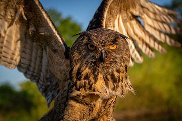Eagle owl spreads wings by JD
