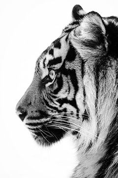 Profiel van een tijgerin