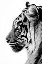 Profil einer Tigerin von RT Photography Miniaturansicht