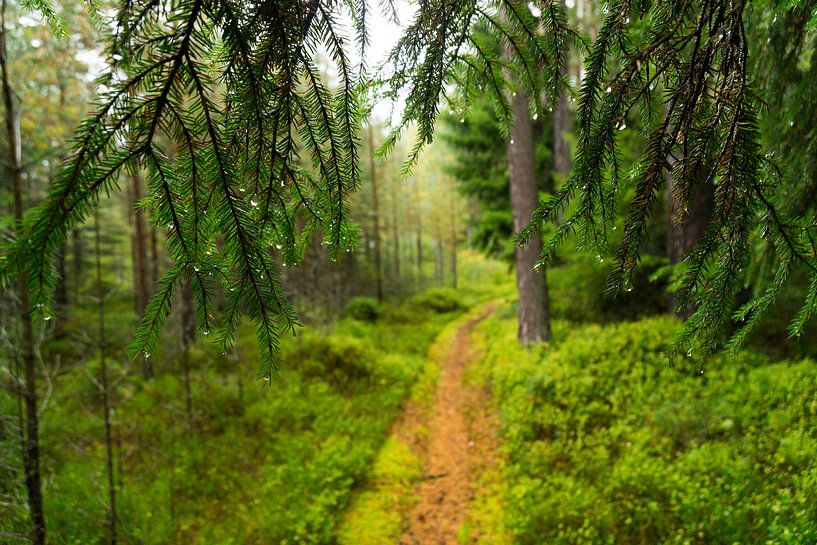 The path through the rain by Marloes van Pareren