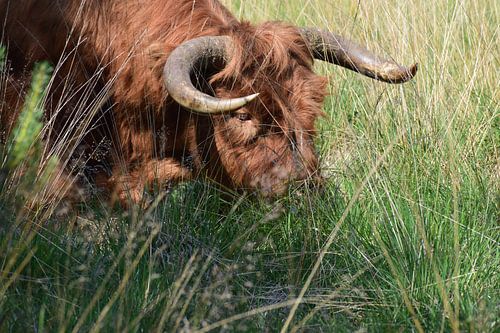 Highlander écossais