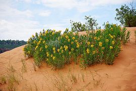 Verrassend om hier bloemen te zien van Frank's Awesome Travels