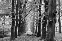 Wandelpad in het bos met perspectief van rij herfst bomen