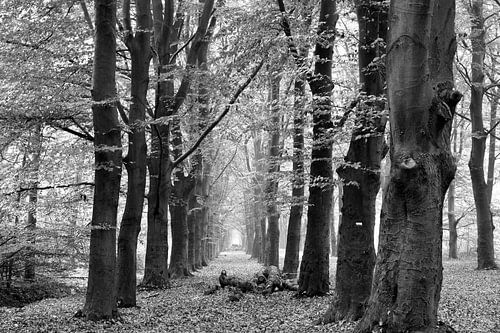 Hiking path in the forest with perspective of row of autumn trees