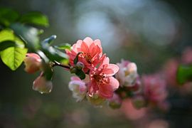 Blüte von NatureBliss
