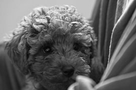 HUNDE 17 von Miroslav Ptacek