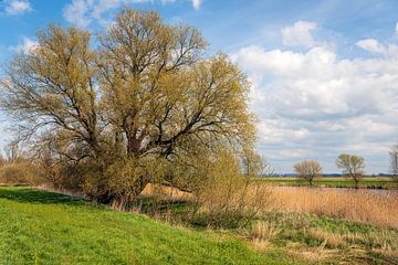 Charakteristischer Weidenbaum in einer niederländischen Polderlandschaft