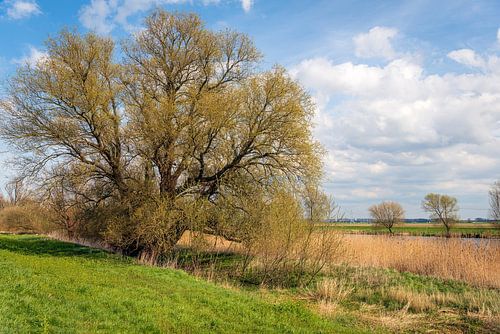 Charakteristischer Weidenbaum in einer niederländischen Polderlandschaft