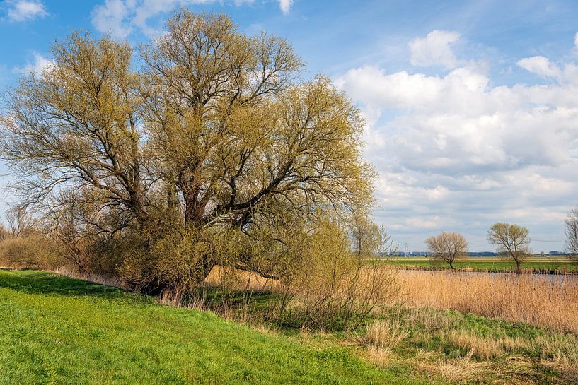 Charakteristischer Weidenbaum in einer niederländischen Polderlandschaft von Ruud Morijn