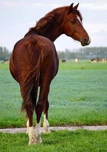 Cheval sur Ineke Klaassen