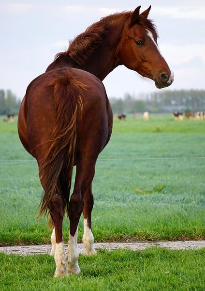 Paard van Ineke Klaassen