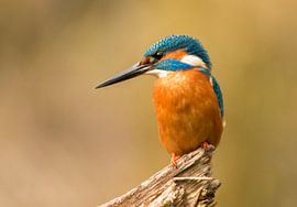 Martin-pêcheur, Alcedo atthis