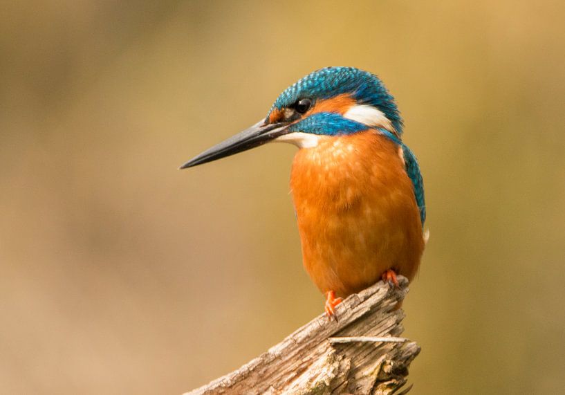Eisvogel, Alcedo atthis von Gert Hilbink