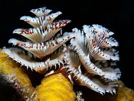Weihnachtsbaum Wurm weiß rot von René Weterings