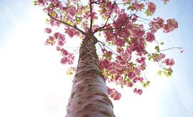 Bloesem by Martine Verhave