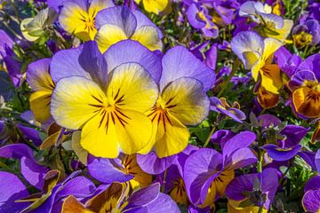Kleurrijke viooltjes van Achim Prill