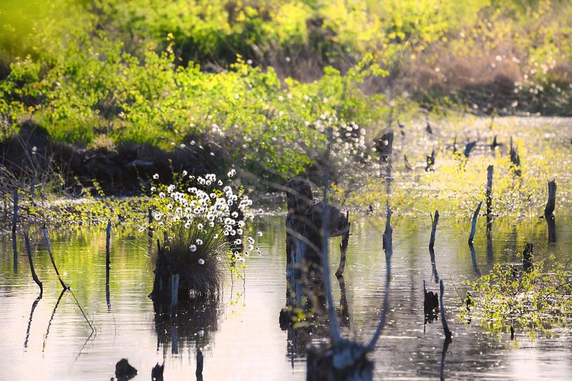 Cotton grasses in the bog by Kurt Krause