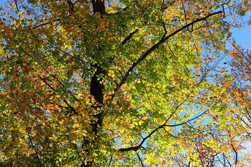 Autumn time by Thomas Jäger