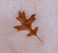 Eikenblad