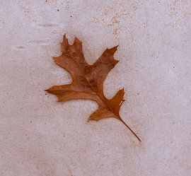 Eichenblatt von Ferry D